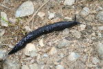 Limax la concurenta ...